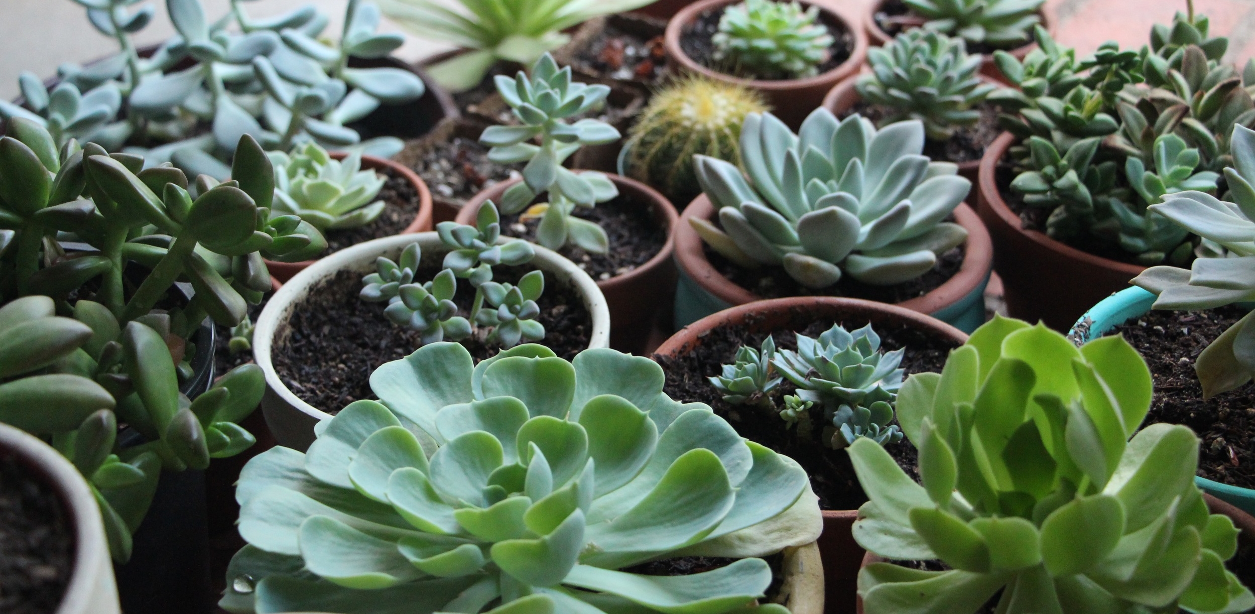 how-to-grow-succulents-indoors-in-artificial-grow-lights-needlesandleaves_net.jpg